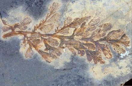 湖北揭示3亿年前古植物化石群的奥秘