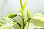 黄山毛峰茶：中国十大名茶之一，品味好喝的秘密