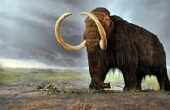 揭秘猛犸象列入濒危物种背后的真相