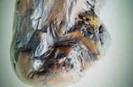 罕见金琥珀：硅化木上的树脂化石